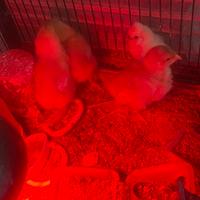 Pulcini galline pesanti