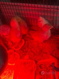 Pulcini galline pesanti