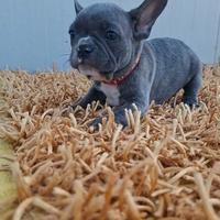 Bulldog francese