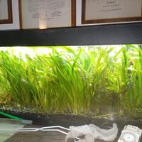 Acquario con pesci e piante