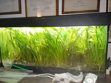 Acquario con pesci e piante