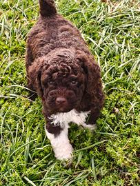 Lagotto Romagnolo CUCCIOLI con Pedigree 
