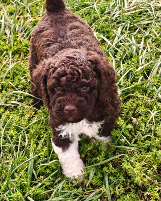 Lagotto Romagnolo CUCCIOLI con Pedigree 