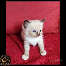 Ragdoll cuccioli con pedegree