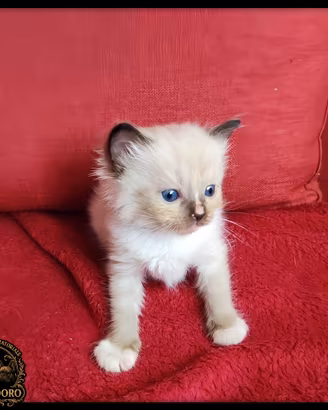 Ragdoll cuccioli con pedegree