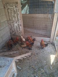 galline sabelpoot 