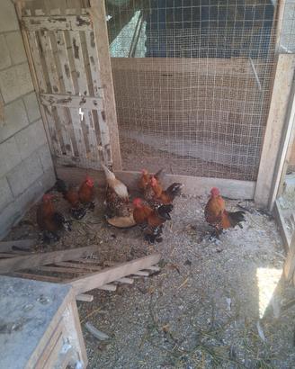galline sabelpoot 