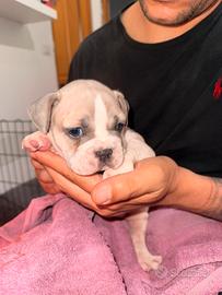Bulldog francese