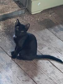 Gattine incrocio siberiano