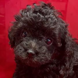 Cuccioli di barboncini black solo femmine