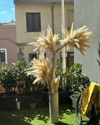 Albero pampas