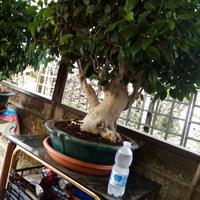 Bonsai da collezione