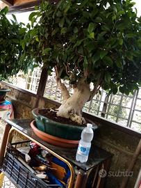 Bonsai da collezione