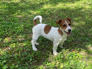 Cuccioli Jack Russell (Russel) Terrier