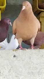 Colombi California,Texani, Pavoncelle