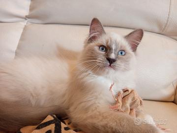 Cuccioli ragdoll