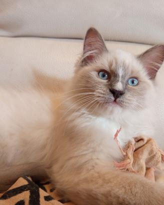 Cuccioli ragdoll