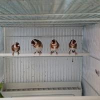 Cardellini mezza taglia