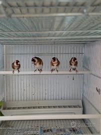 Cardellini mezza taglia