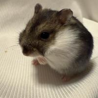 Criceti con possibilità di gabbie nuove