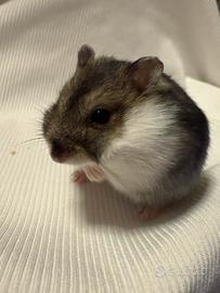 Criceti con possibilità di gabbie nuove