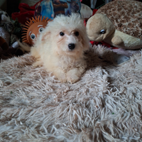 Maltipoo cuccioli