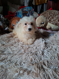 Maltipoo cuccioli