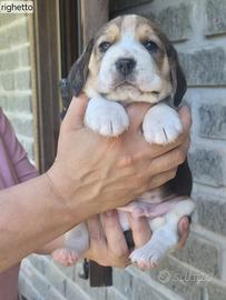 Beagle