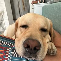 Labrador per Monta