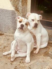Cucciole di bulldog americano
