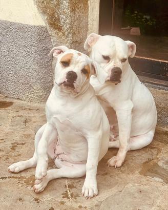 Cucciole di bulldog americano