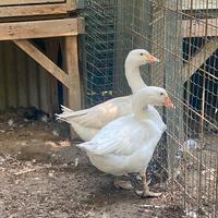 Coppia oche riproduttori