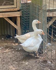 Coppia oche riproduttori