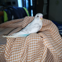 Cocoriti allevati a mano