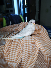 Cocoriti allevati a mano