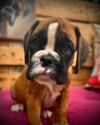 Cuccioli Boxer Fulvi