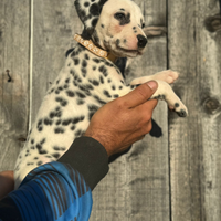 Dalmata