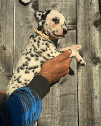 Dalmata