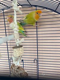 Inseparabili non allevati a mano