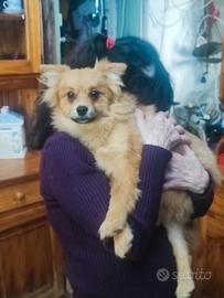 Spitz tedesco senza pedigree