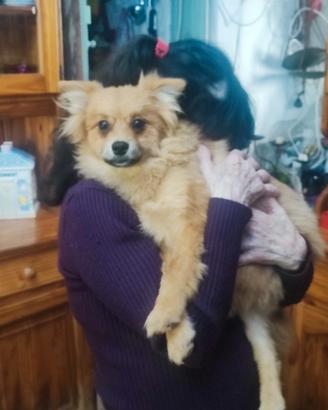 Spitz tedesco senza pedigree