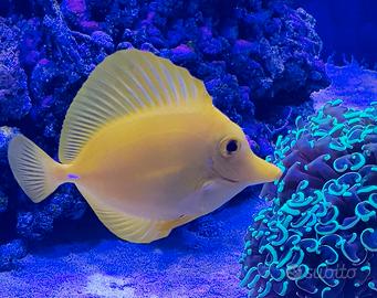 Zebrasoma flavescens