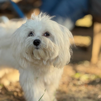 Cane maltese maschio di un anno per accoppiamento