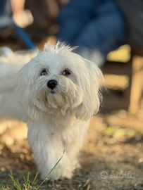Cane maltese maschio di un anno per accoppiamento