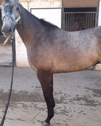 Cavallo purosangue