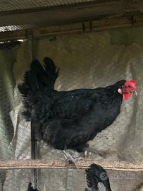 Galline Oliveegger