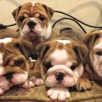 BULLDOG INGLESE CUCCIOLI da 60 euro al mese