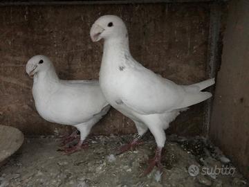 Colombi Viaggiatori Tedeschi Coppia