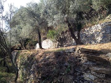 Terreno a st Ilario di Mq 120recintato