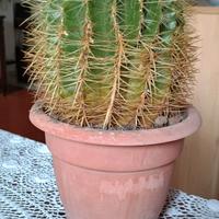 PIANTA grassa DI ECHINOCACTUS GRUSONII 
